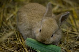 Bild eines Kaninchen